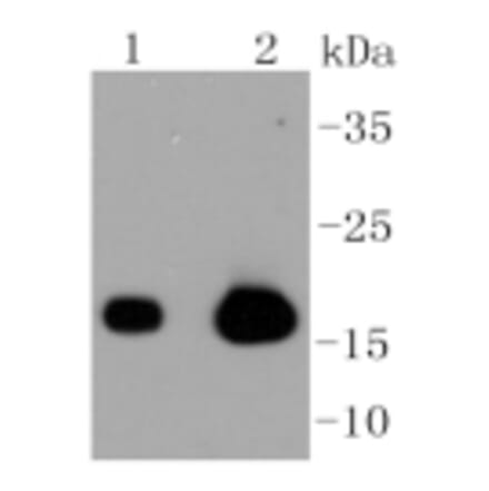 Anti-Caveolin-3 Antibody from Bioworld Technology (BS9904M) - Antibodies.com