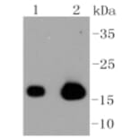 Anti-Caveolin-3 Antibody from Bioworld Technology (BS9904M) - Antibodies.com