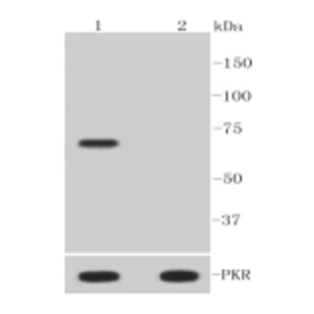 Anti-PKR (phospho-T446) Antibody from Bioworld Technology (BS9905M) - Antibodies.com
