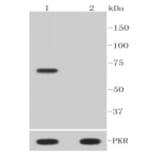 Anti-PKR (phospho-T446) Antibody from Bioworld Technology (BS9905M) - Antibodies.com
