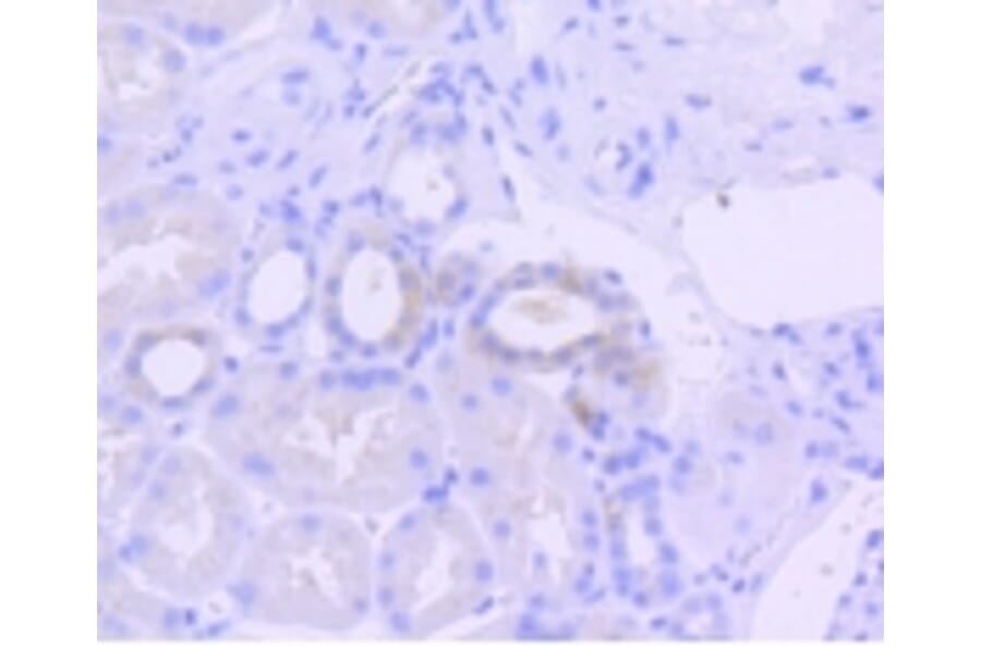 Anti-PKR (phospho-T446) Antibody from Bioworld Technology (BS9905M) - Antibodies.com