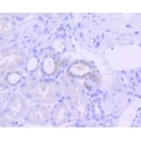 Anti-PKR (phospho-T446) Antibody from Bioworld Technology (BS9905M) - Antibodies.com