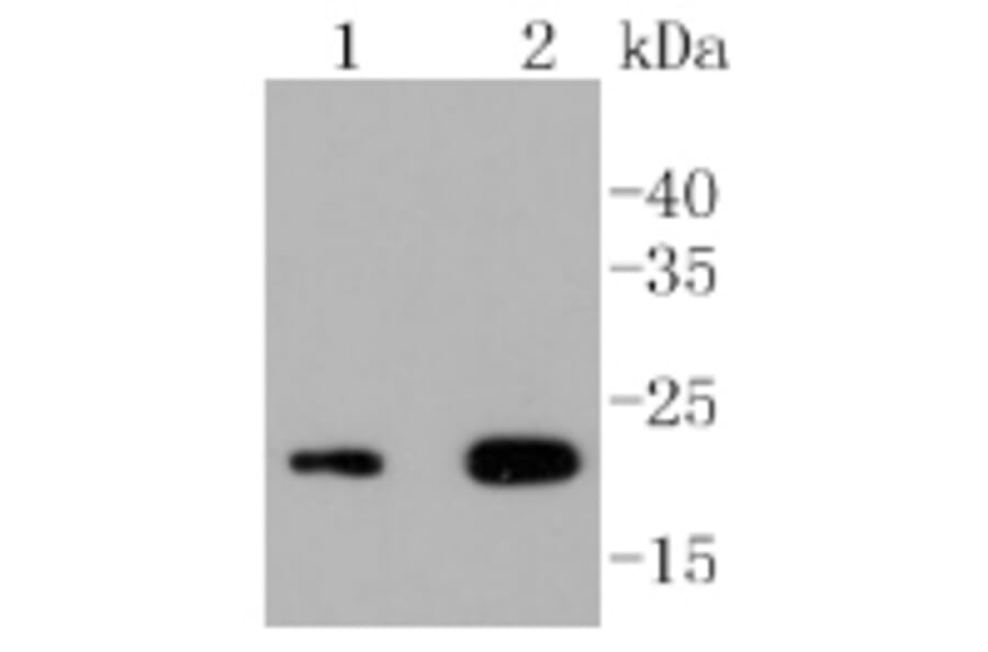 Anti-CD3-ε Antibody from Bioworld Technology (BS9906M) - Antibodies.com