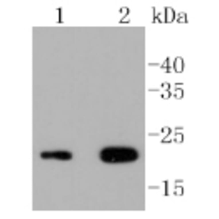 Anti-CD3-ε Antibody from Bioworld Technology (BS9906M) - Antibodies.com
