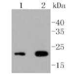 Anti-CD3-ε Antibody from Bioworld Technology (BS9906M) - Antibodies.com