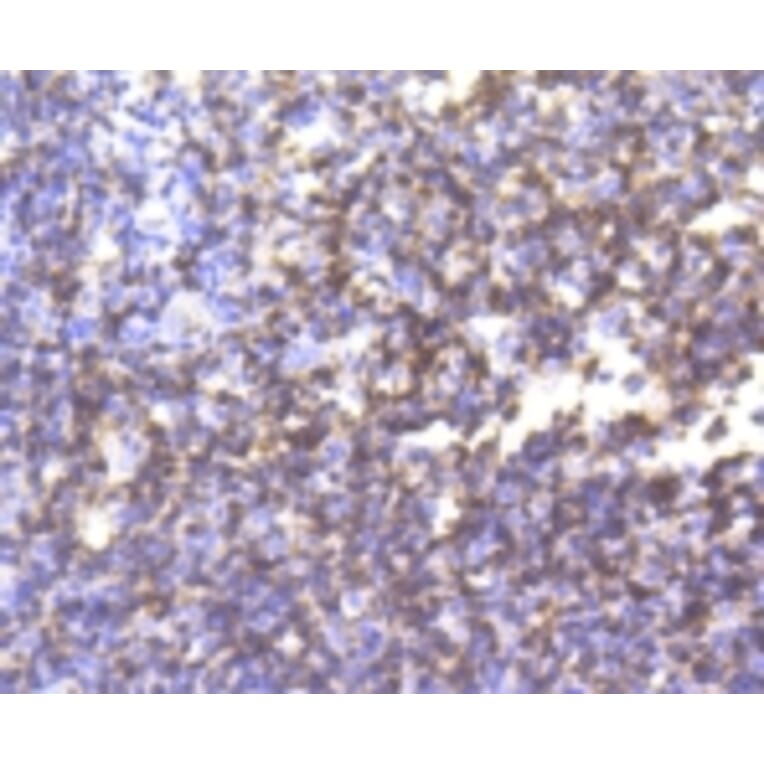 Anti-CD3-ε Antibody from Bioworld Technology (BS9906M) - Antibodies.com