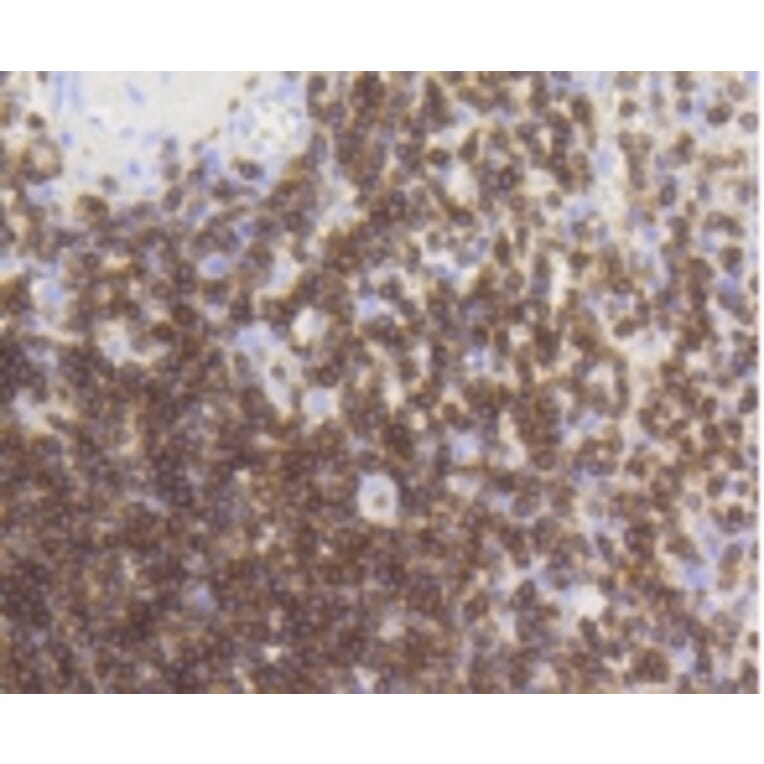 Anti-CD3-ε Antibody from Bioworld Technology (BS9906M) - Antibodies.com