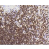 Anti-CD3-ε Antibody from Bioworld Technology (BS9906M) - Antibodies.com