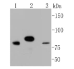 Anti-Stat3 Antibody from Bioworld Technology (BS9907M) - Antibodies.com