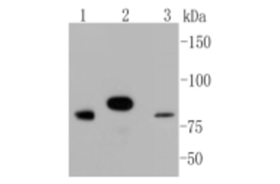 Anti-Stat3 Antibody from Bioworld Technology (BS9907M) - Antibodies.com