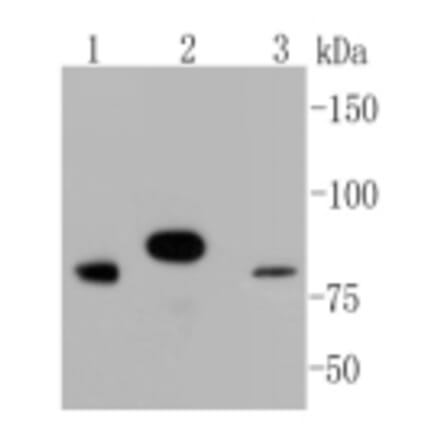 Anti-Stat3 Antibody from Bioworld Technology (BS9907M) - Antibodies.com