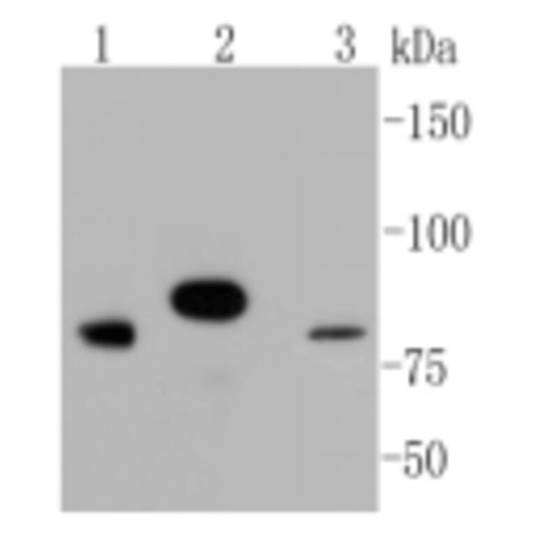 Anti-Stat3 Antibody from Bioworld Technology (BS9907M) - Antibodies.com