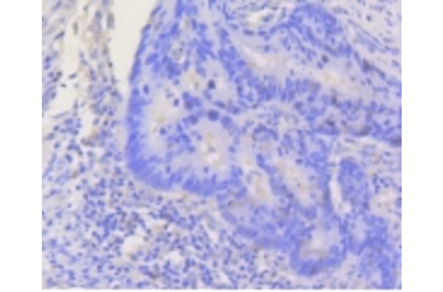 Anti-Stat3 Antibody from Bioworld Technology (BS9907M) - Antibodies.com