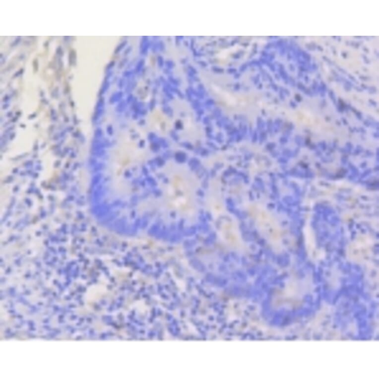 Anti-Stat3 Antibody from Bioworld Technology (BS9907M) - Antibodies.com