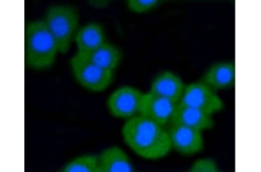 Anti-Stat3 Antibody from Bioworld Technology (BS9907M) - Antibodies.com
