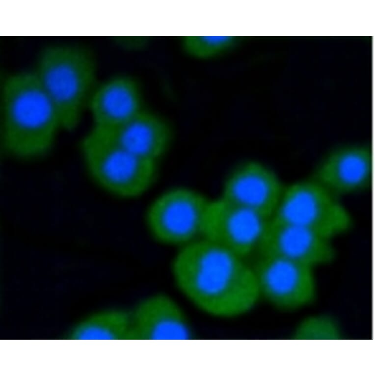 Anti-Stat3 Antibody from Bioworld Technology (BS9907M) - Antibodies.com