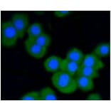 Anti-Stat3 Antibody from Bioworld Technology (BS9907M) - Antibodies.com