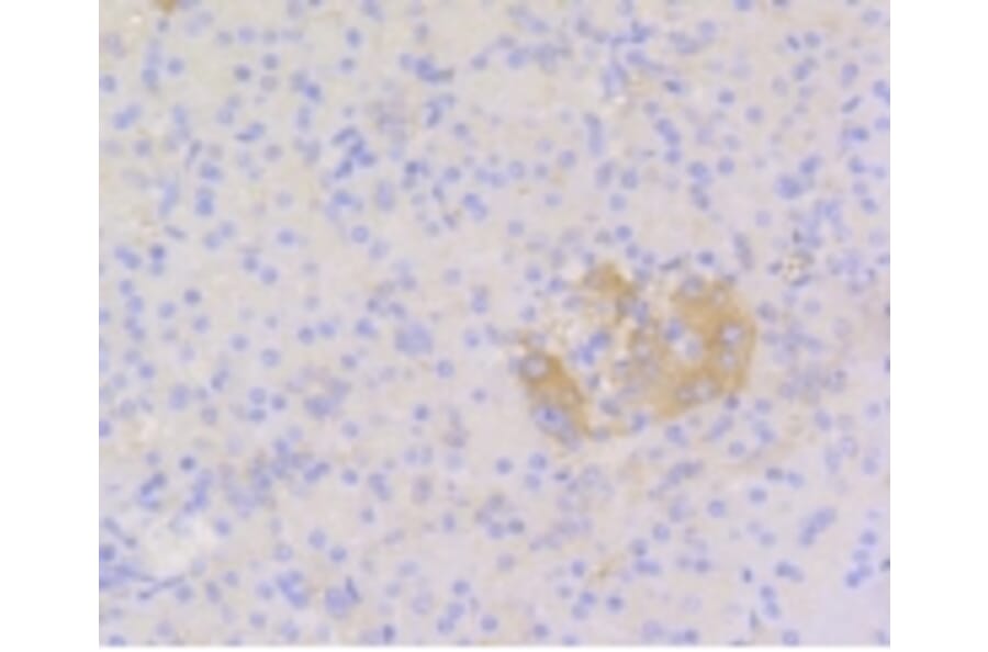 Anti-Stat3 Antibody from Bioworld Technology (BS9907M) - Antibodies.com