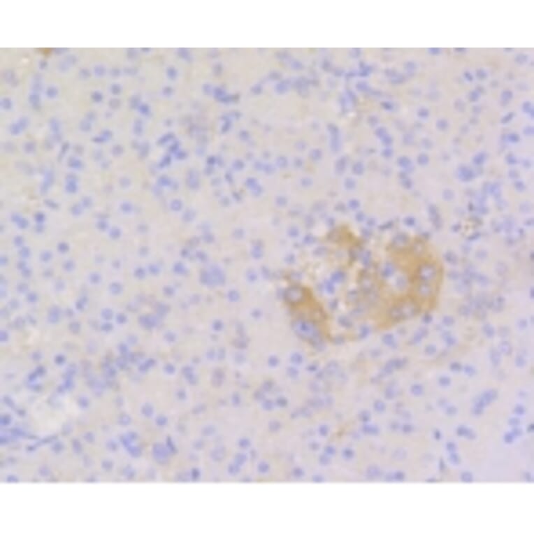Anti-Stat3 Antibody from Bioworld Technology (BS9907M) - Antibodies.com