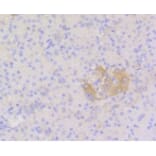 Anti-Stat3 Antibody from Bioworld Technology (BS9907M) - Antibodies.com