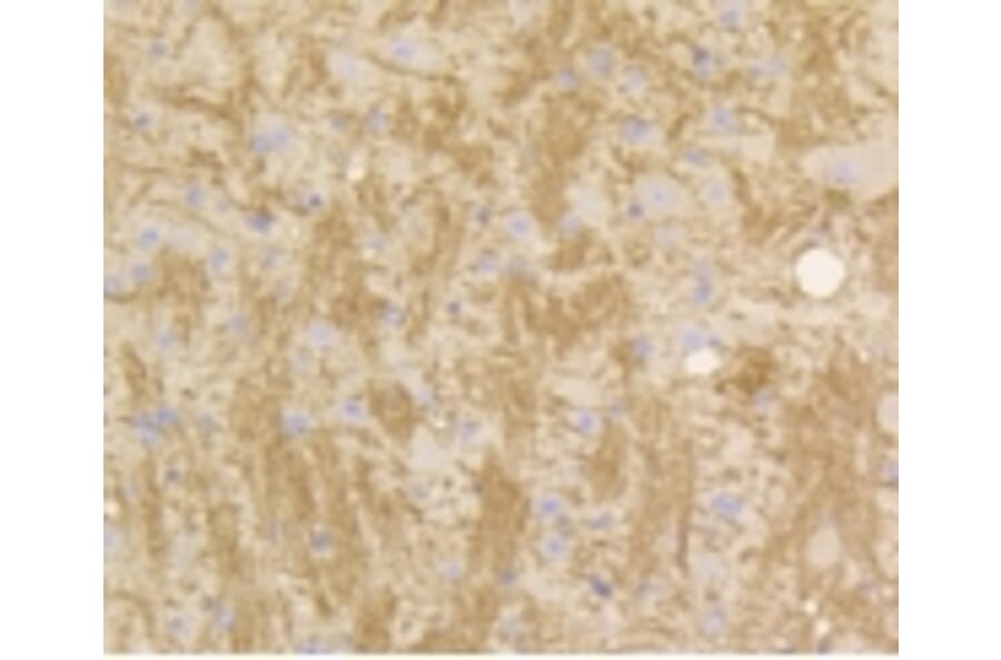 Anti-Stat3 Antibody from Bioworld Technology (BS9907M) - Antibodies.com