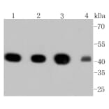 Anti-α-SMA Antibody from Bioworld Technology (BS9908M) - Antibodies.com