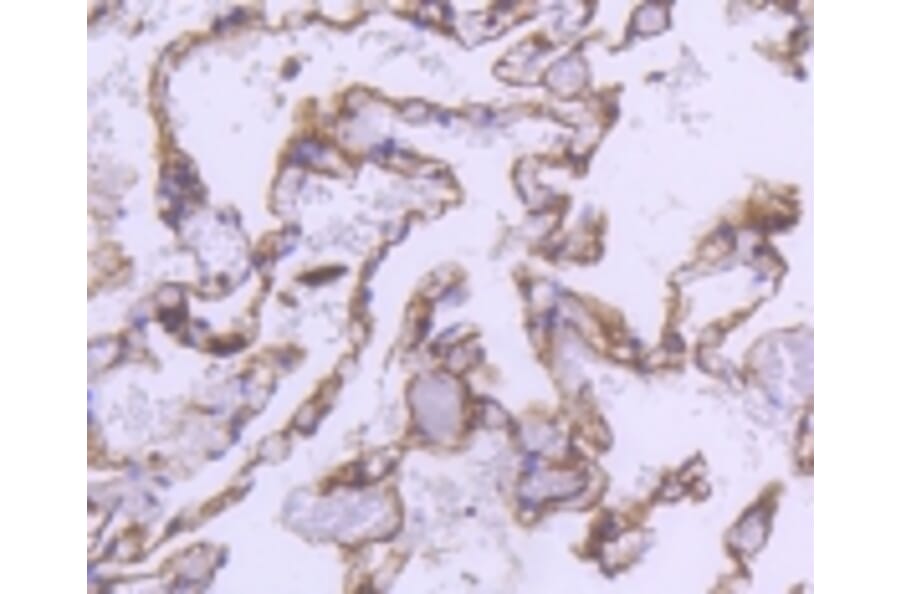 Anti-α-SMA Antibody from Bioworld Technology (BS9908M) - Antibodies.com