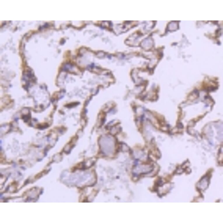 Anti-α-SMA Antibody from Bioworld Technology (BS9908M) - Antibodies.com