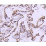 Anti-α-SMA Antibody from Bioworld Technology (BS9908M) - Antibodies.com