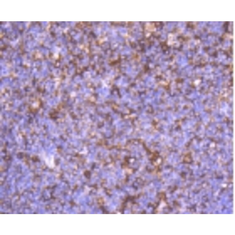 Anti-α-SMA Antibody from Bioworld Technology (BS9908M) - Antibodies.com