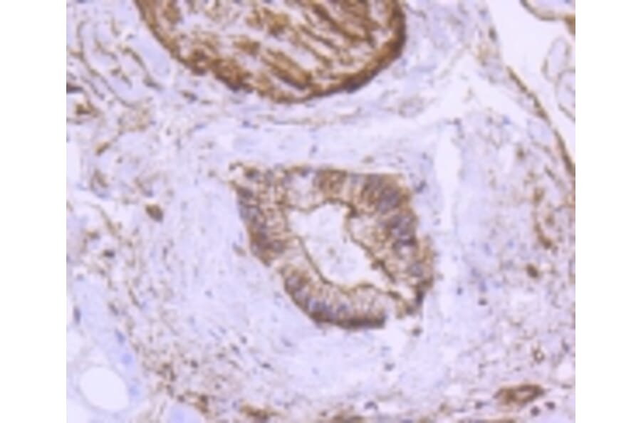 Anti-α-SMA Antibody from Bioworld Technology (BS9908M) - Antibodies.com