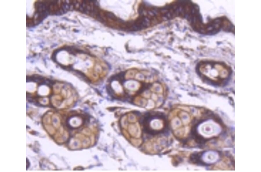 Anti-α-SMA Antibody from Bioworld Technology (BS9908M) - Antibodies.com