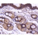 Anti-α-SMA Antibody from Bioworld Technology (BS9908M) - Antibodies.com