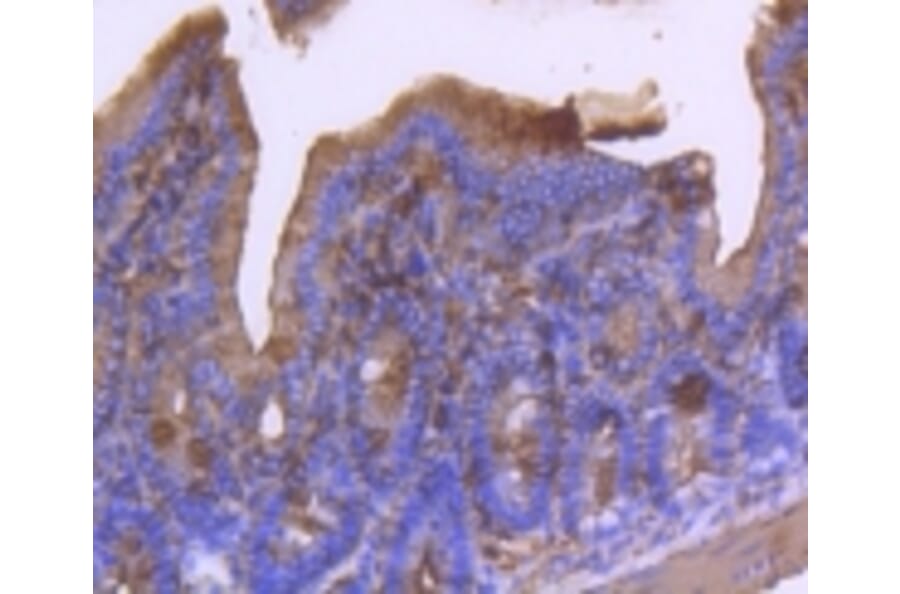 Anti-α-SMA Antibody from Bioworld Technology (BS9908M) - Antibodies.com