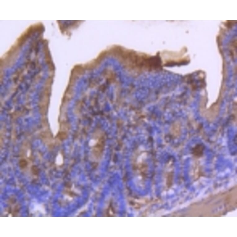 Anti-α-SMA Antibody from Bioworld Technology (BS9908M) - Antibodies.com