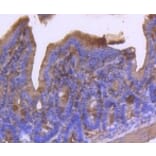 Anti-α-SMA Antibody from Bioworld Technology (BS9908M) - Antibodies.com