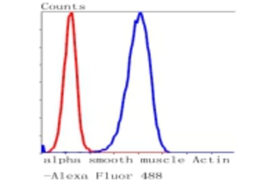Anti-α-SMA Antibody from Bioworld Technology (BS9908M) - Antibodies.com
