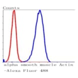 Anti-α-SMA Antibody from Bioworld Technology (BS9908M) - Antibodies.com