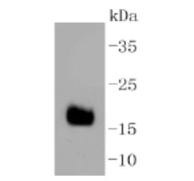 Anti-DNAJC15 Antibody from Bioworld Technology (BS9909M) - Antibodies.com