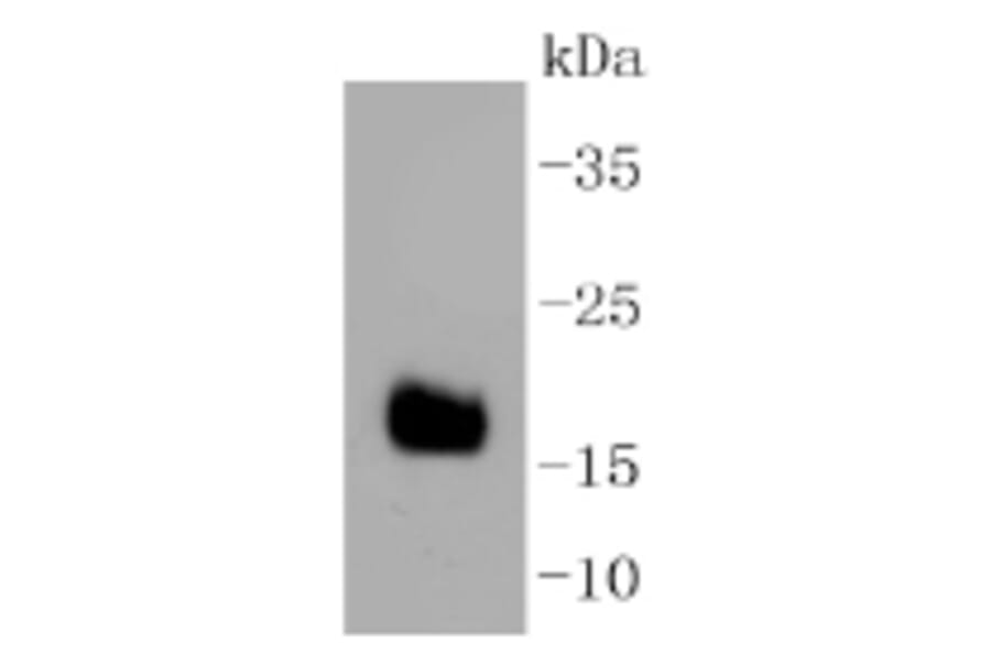 Anti-DNAJC15 Antibody from Bioworld Technology (BS9909M) - Antibodies.com