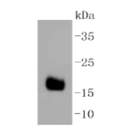 Anti-DNAJC15 Antibody from Bioworld Technology (BS9909M) - Antibodies.com