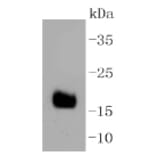 Anti-DNAJC15 Antibody from Bioworld Technology (BS9909M) - Antibodies.com