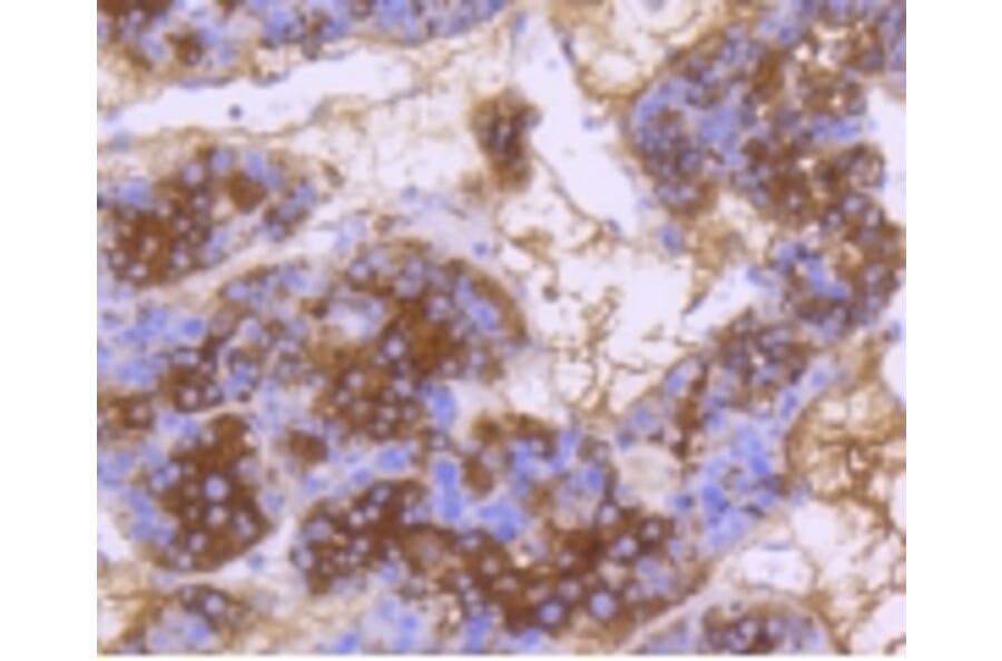 Anti-DNAJC15 Antibody from Bioworld Technology (BS9909M) - Antibodies.com