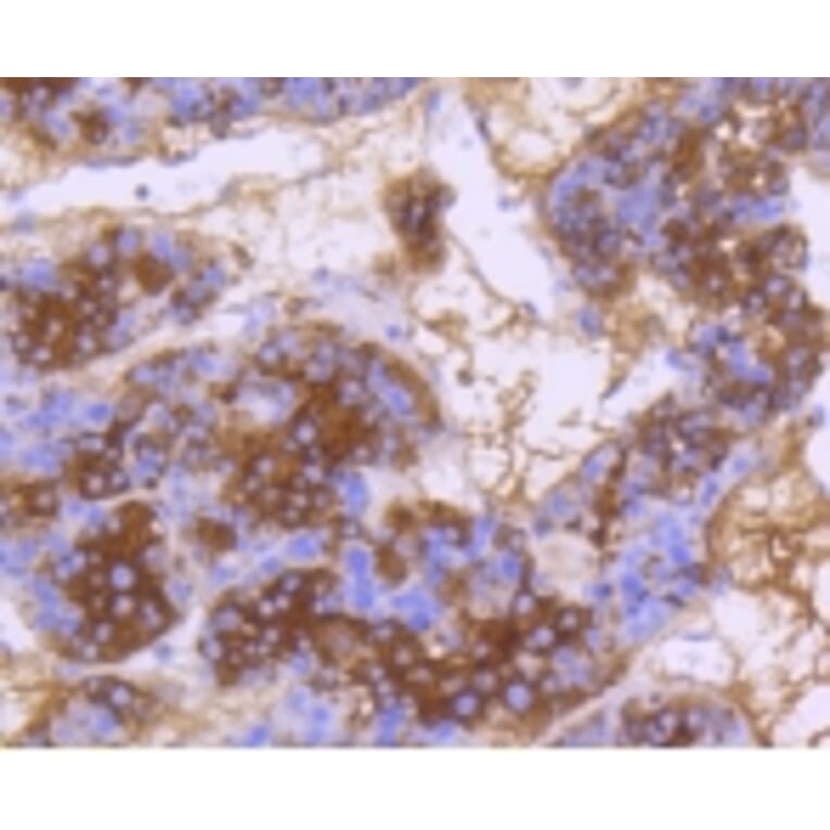 Anti-DNAJC15 Antibody from Bioworld Technology (BS9909M) - Antibodies.com