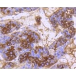 Anti-DNAJC15 Antibody from Bioworld Technology (BS9909M) - Antibodies.com