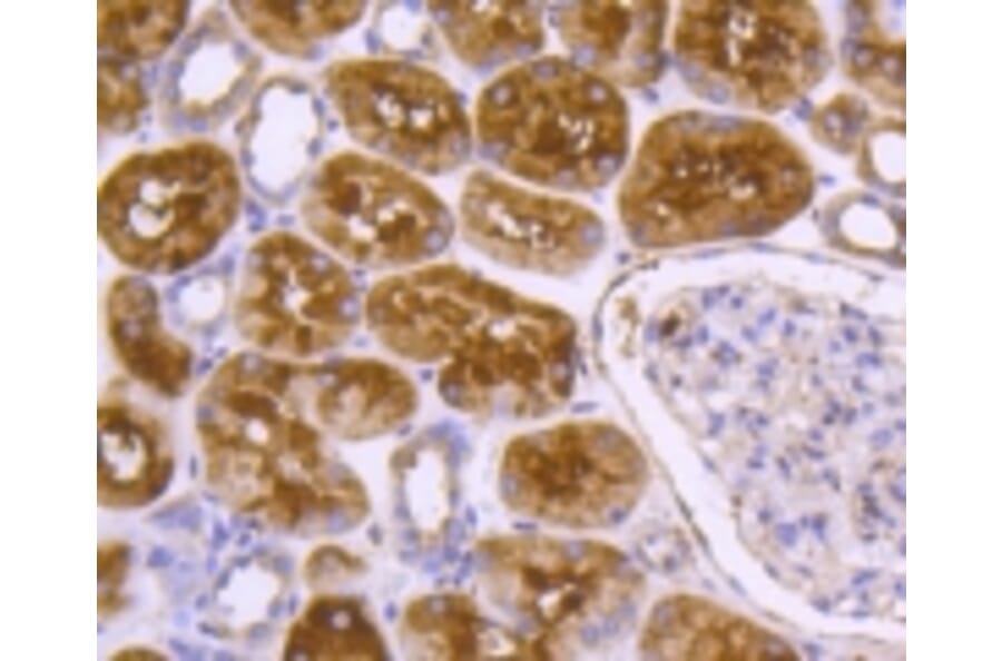 Anti-DNAJC15 Antibody from Bioworld Technology (BS9909M) - Antibodies.com