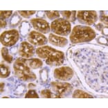 Anti-DNAJC15 Antibody from Bioworld Technology (BS9909M) - Antibodies.com