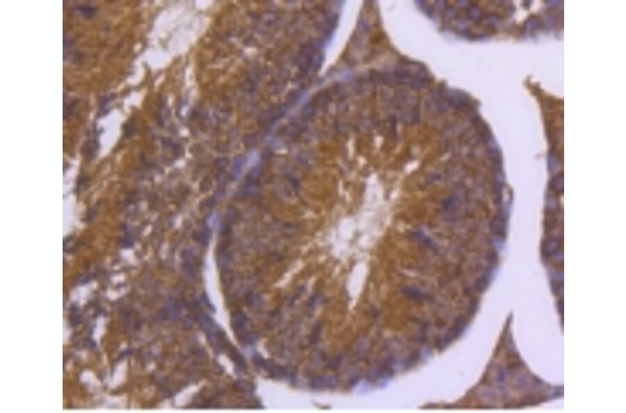 Anti-DNAJC15 Antibody from Bioworld Technology (BS9909M) - Antibodies.com