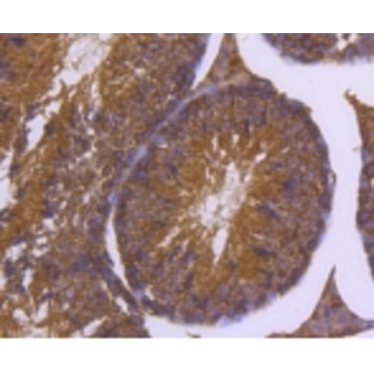 Anti-DNAJC15 Antibody from Bioworld Technology (BS9909M) - Antibodies.com