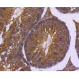 Anti-DNAJC15 Antibody from Bioworld Technology (BS9909M) - Antibodies.com